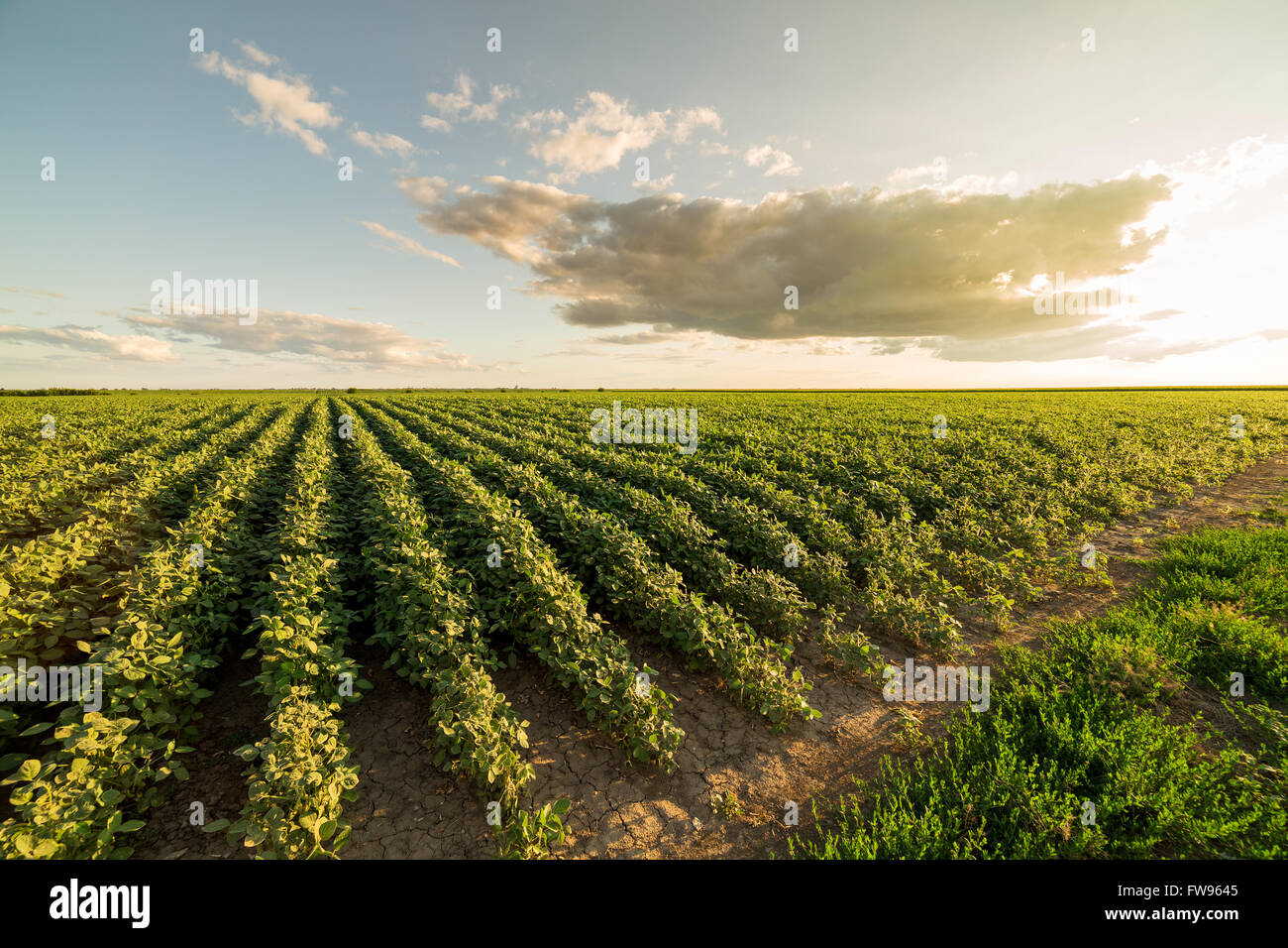 Reifende Soja Greenfield, Agrarlandschaft Stockfoto
