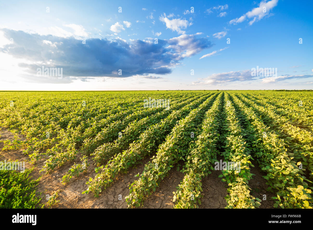 Reifende Soja Greenfield, Agrarlandschaft Stockfoto