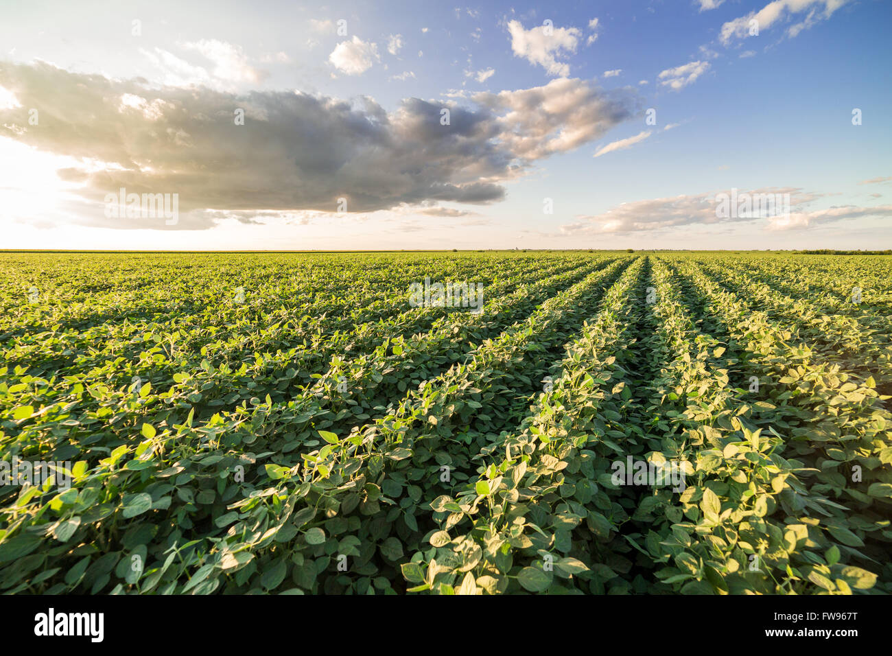 Reifende Soja Greenfield, Agrarlandschaft Stockfoto