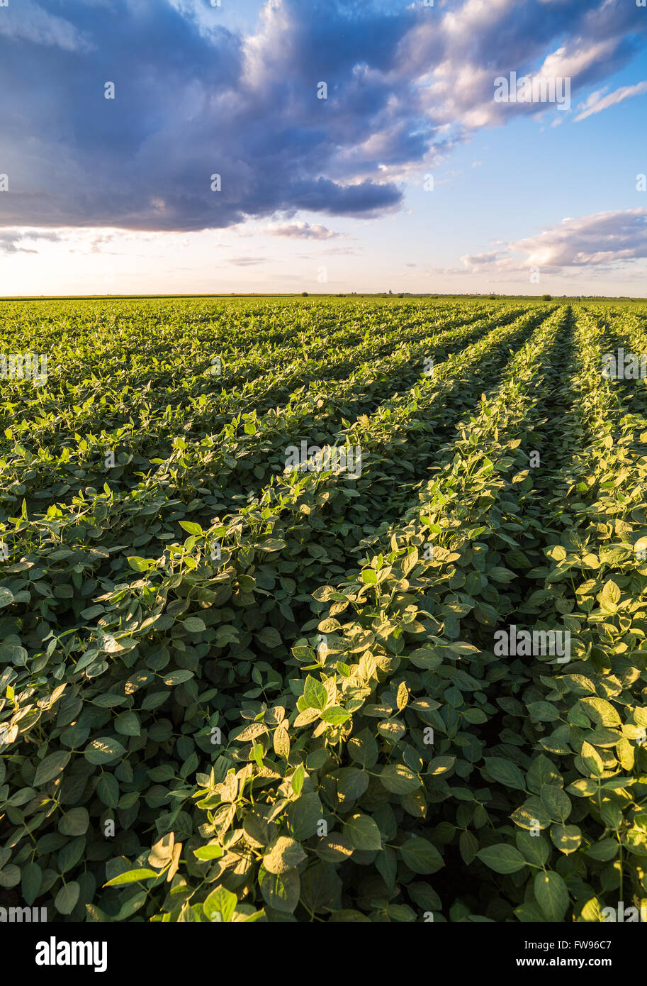 Reifende Soja Greenfield, Agrarlandschaft Stockfoto