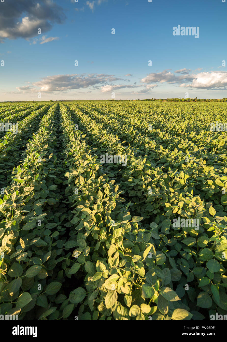 Reifende Soja Greenfield, Agrarlandschaft Stockfoto