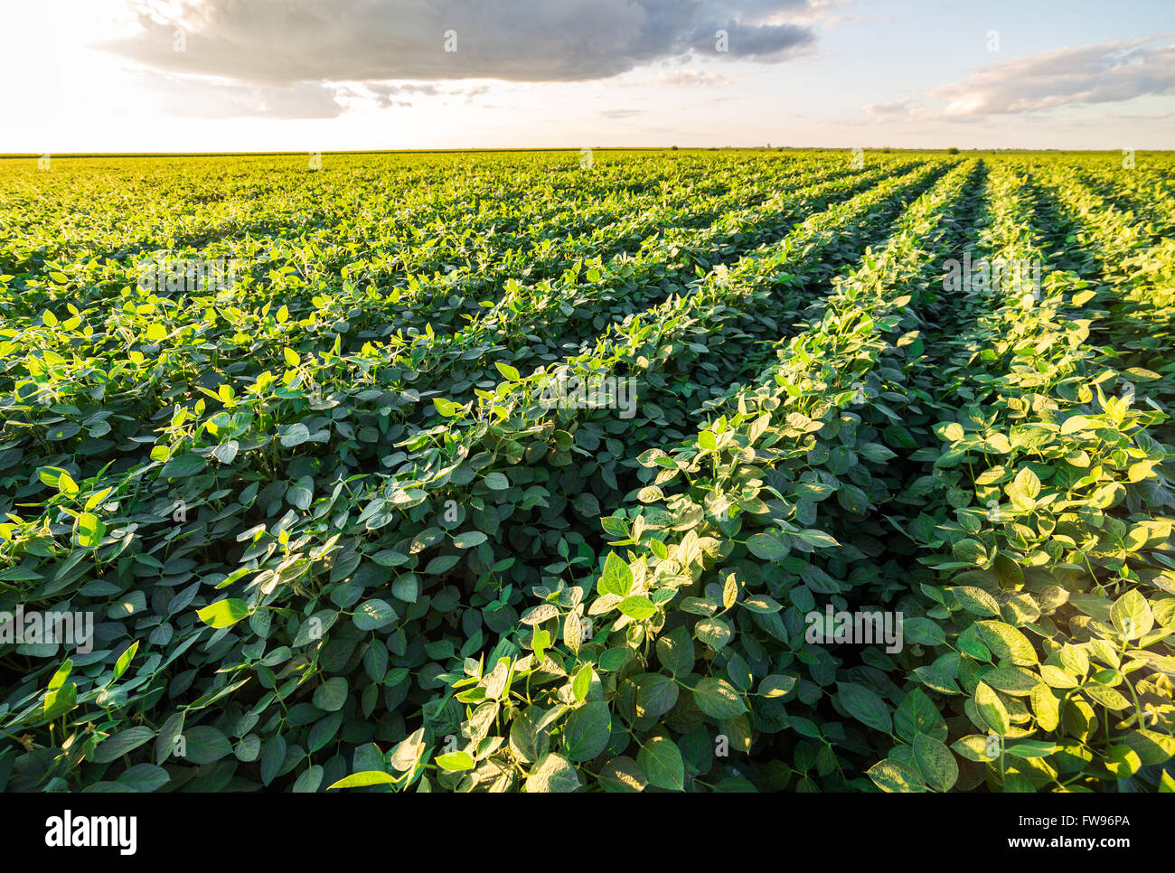 Reifende Soja Greenfield, Agrarlandschaft Stockfoto