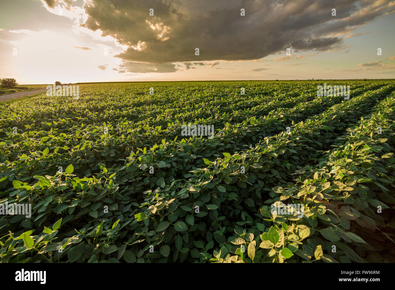Reifende Soja Greenfield, Agrarlandschaft Stockfoto