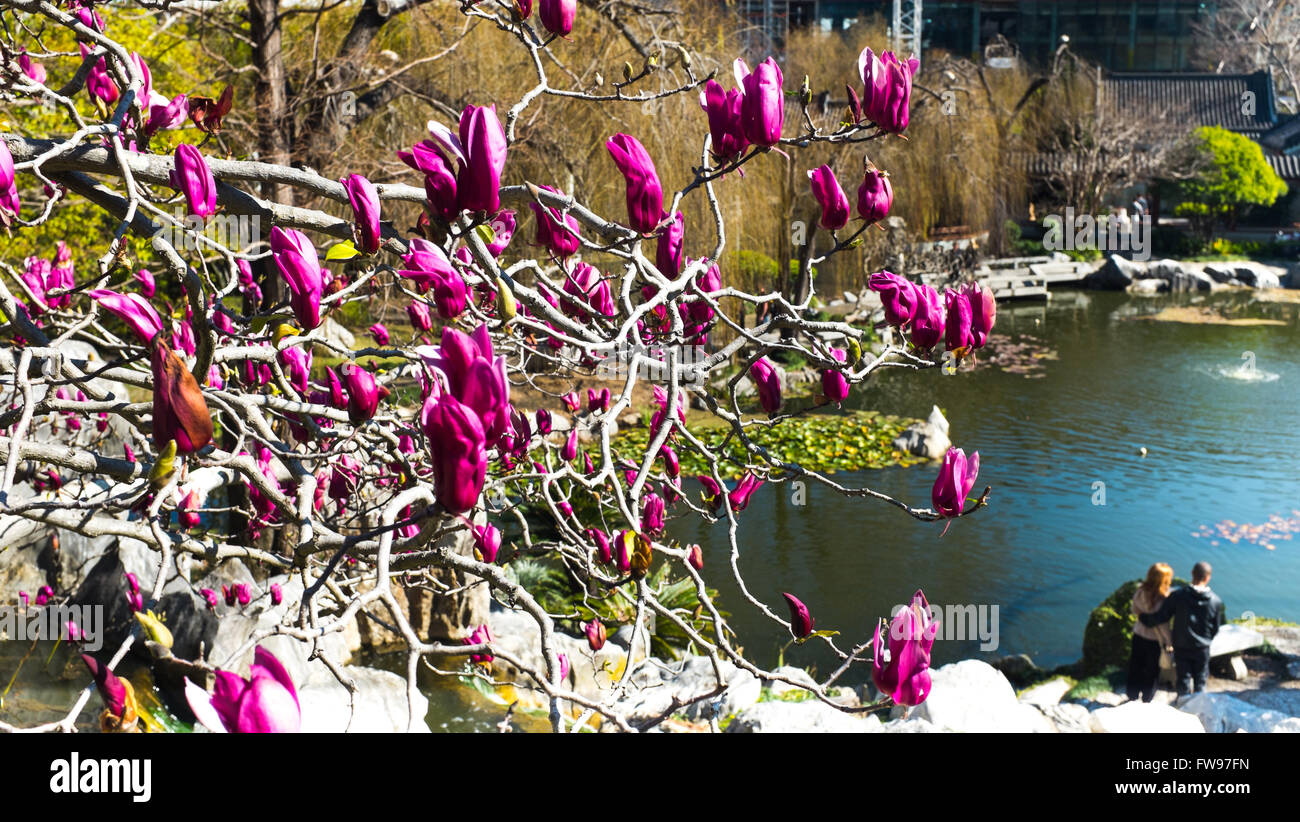 Blumen und Liebe in Sydney, Australien Stockfoto