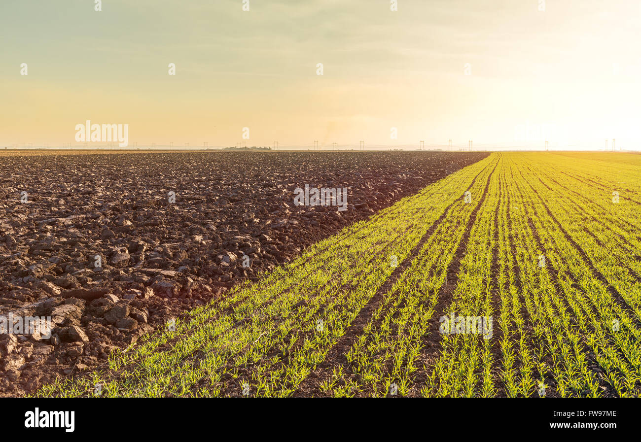 Grünen Bereich der Keimung Weizen Stockfoto