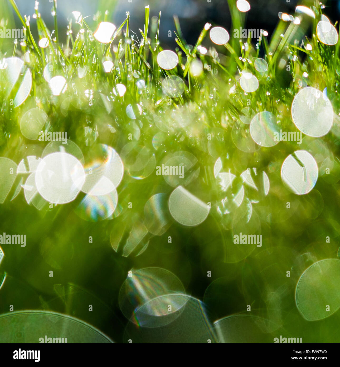 Nahaufnahme der Tau fällt reflektiert Sonnenlicht am frühen Morgen auf einem grünen Rasen in einem flachen Winkel gedreht Stockfoto