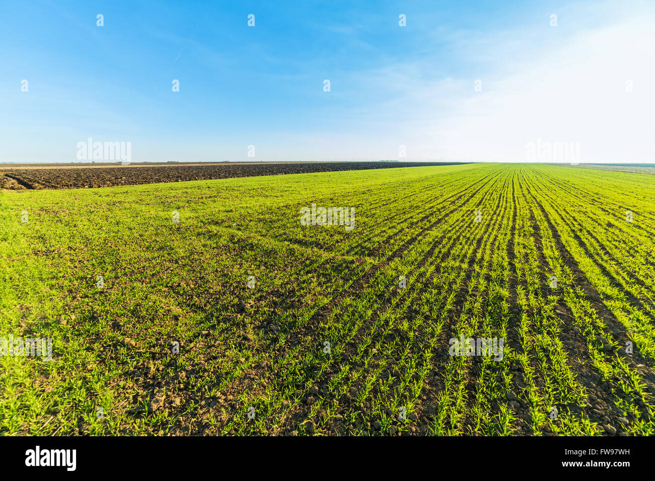 Grünen Bereich der Keimung Weizen Stockfoto