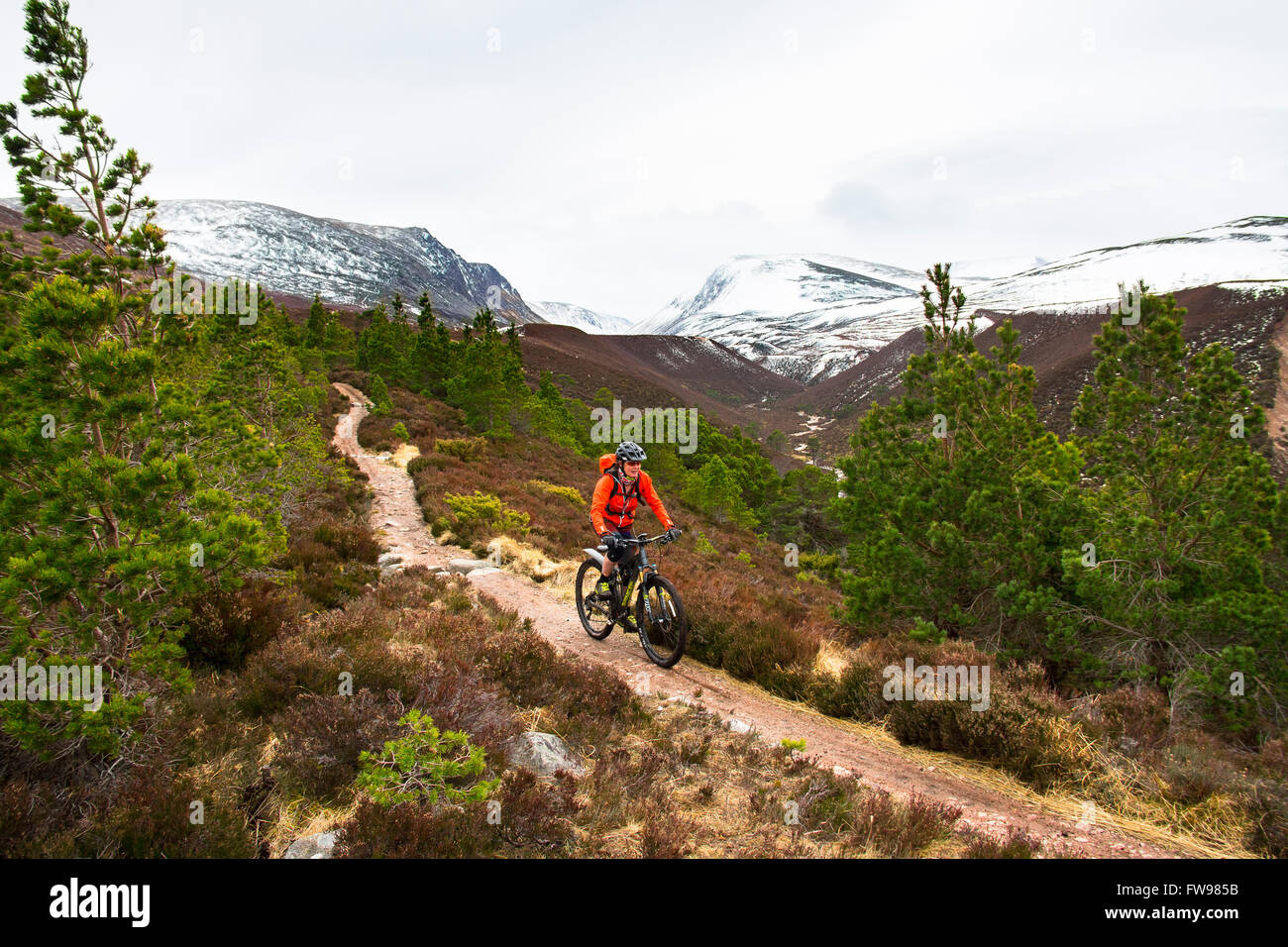 Mountainbiker im Rothiemurchus Forest Cairngorms National Park Highland Schottland: die Lücke des Lairig Ghru und schneebedeckten Gipfel der Stockfoto