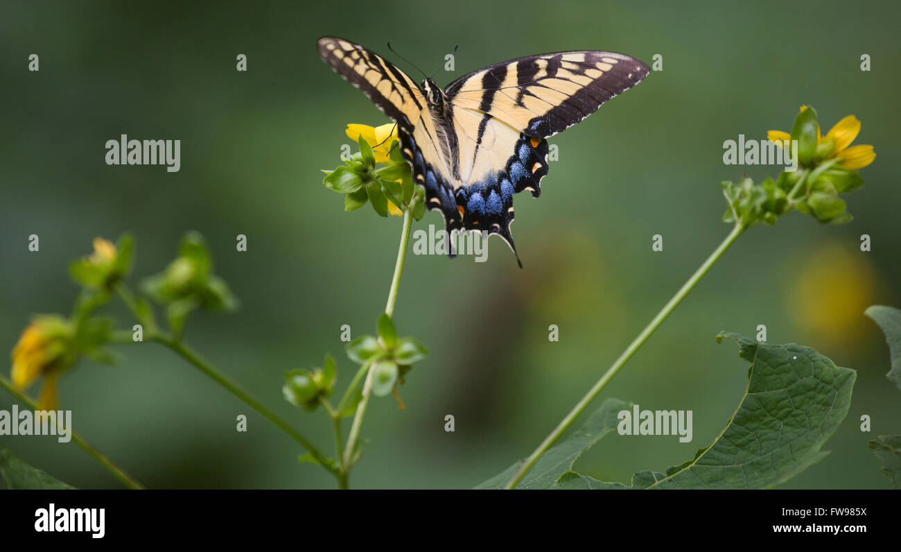 Schmetterling auf Caesars Head State Park in South Carolina. Stockfoto