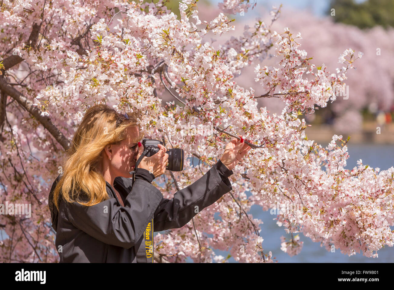 WASHINGTON, DC, USA - Frau mit Kamera Fotos Kirsche blüht am Tidal Basin. Stockfoto