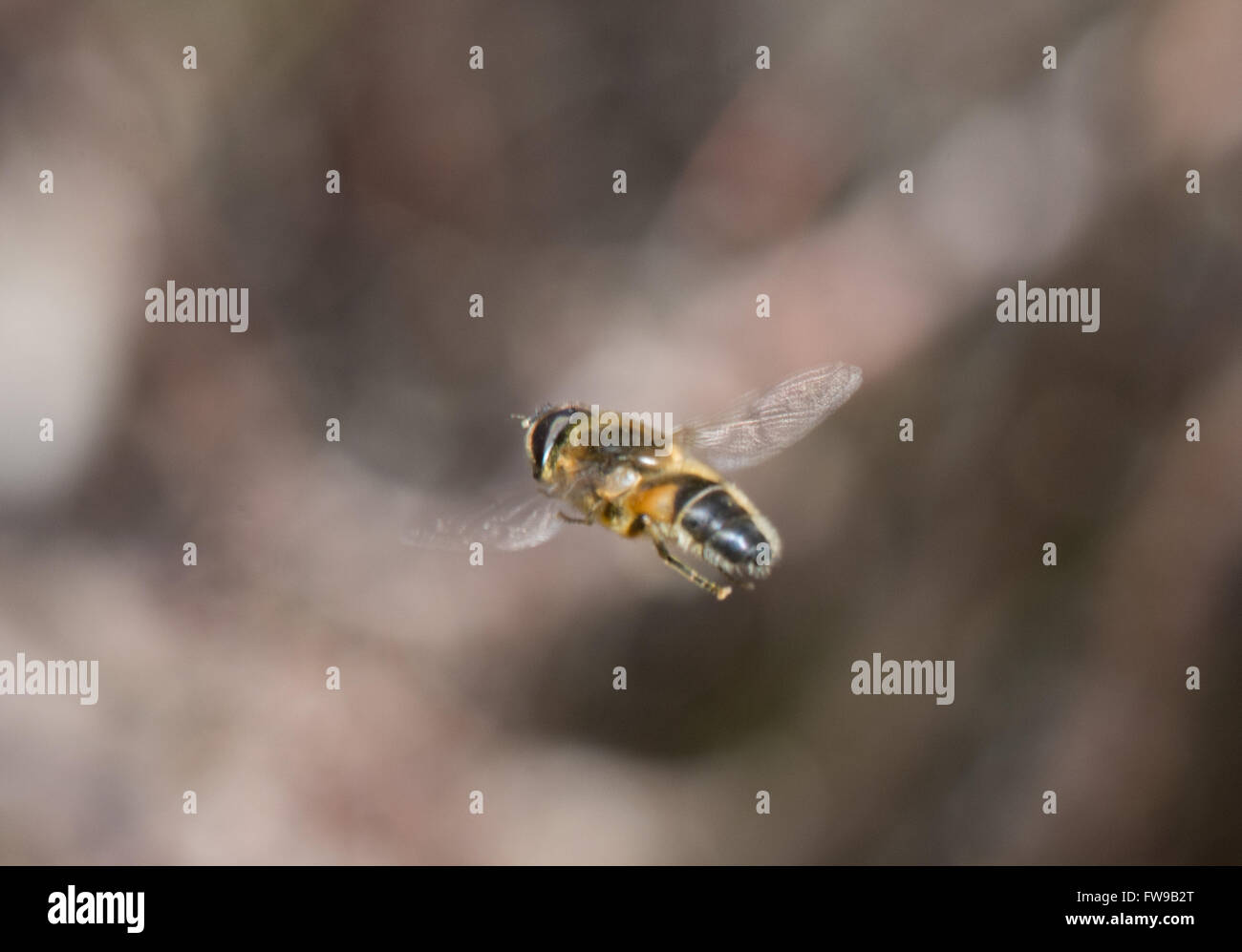 Hoverfly während des Fluges in Berkshire, England Stockfoto