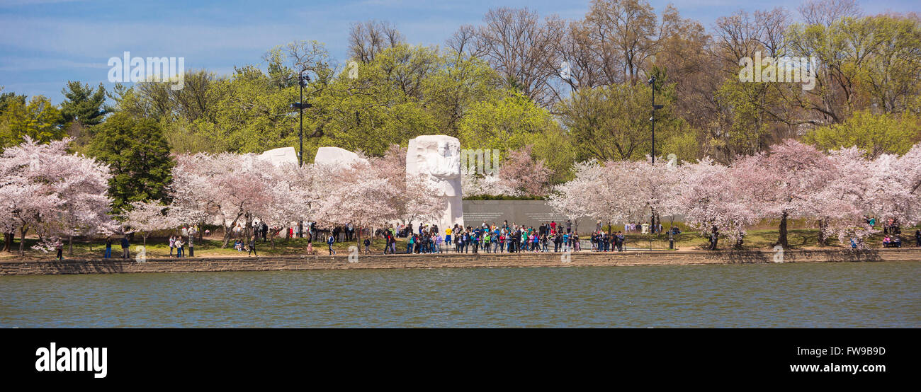 WASHINGTON, DC, USA - Martin Luther King, Jr. Memorial und Kirschbäume blühen am Tidal Basin. Stockfoto