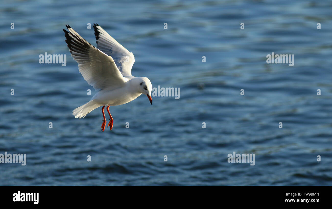 Lachmöwe (Chroicocephalus Ridibundus) fliegen über dem Wasser, Kemnader See, Witten, Nordrhein-Westfalen, Deutschland Stockfoto