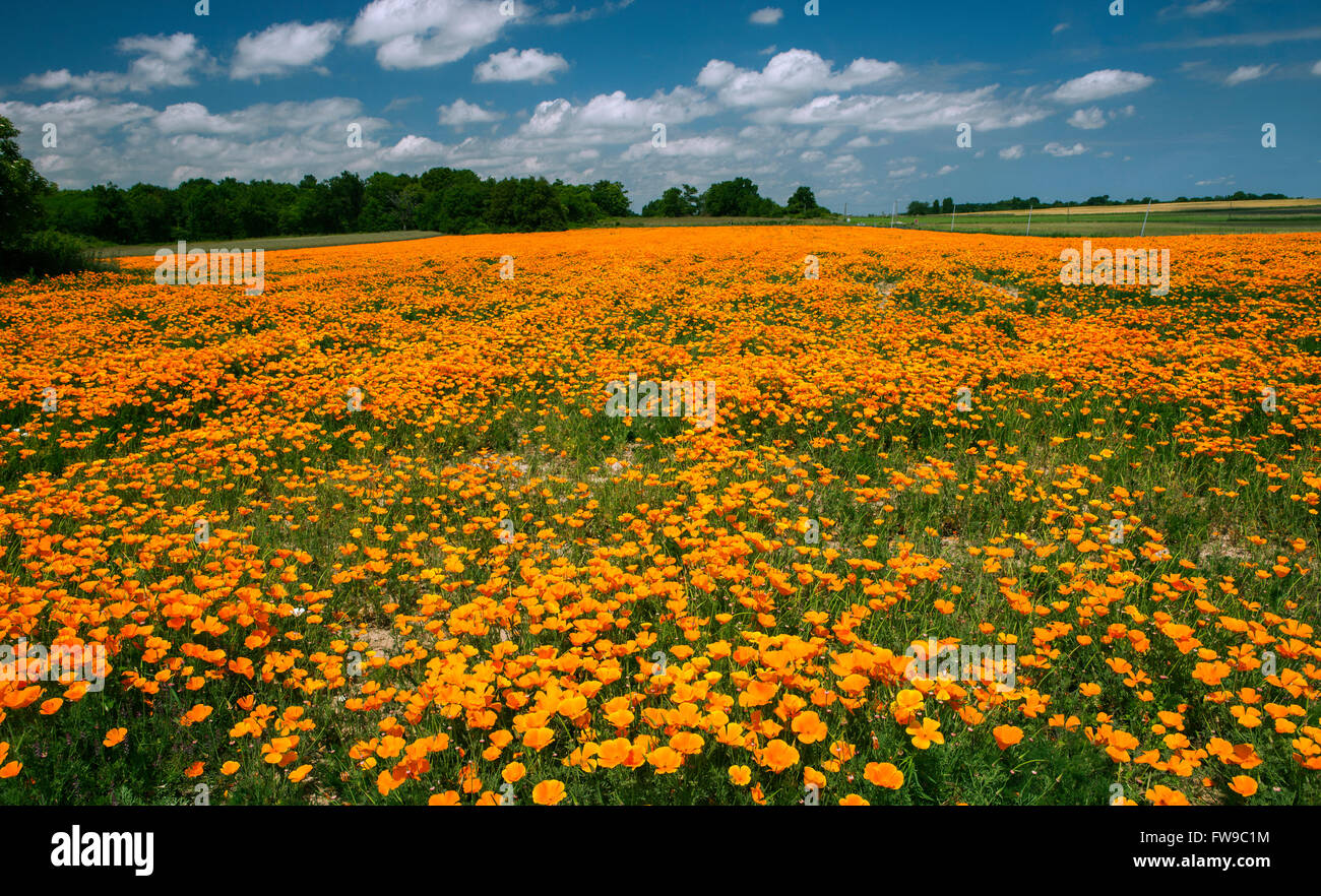 Bereich der blühenden kalifornische Mohn (Eschscholzia Californica), Departement Maine-et-Loire, Frankreich Stockfoto