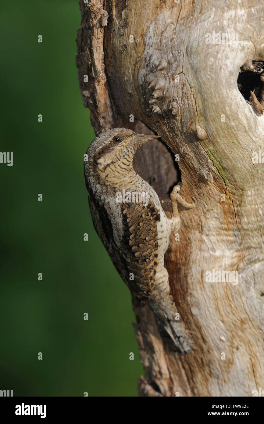 Eurasische Wendehals / Wendehals (Jynx Torquilla), Altvogel, thront auf einem Baumstamm vor seiner Verschachtelung Loch. Stockfoto