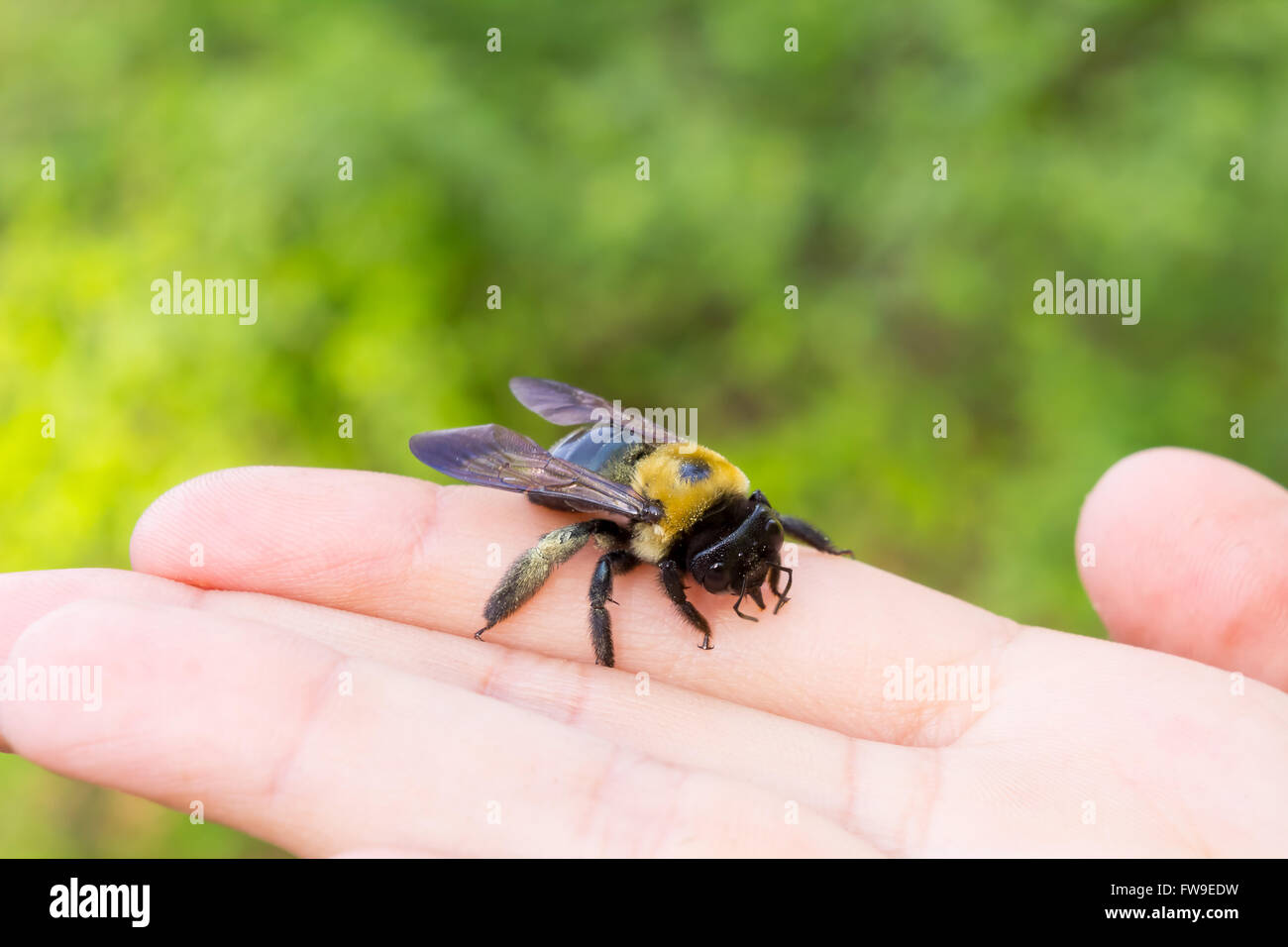 Tischler Bumble Bee sitzen auf einer Hand Stockfoto