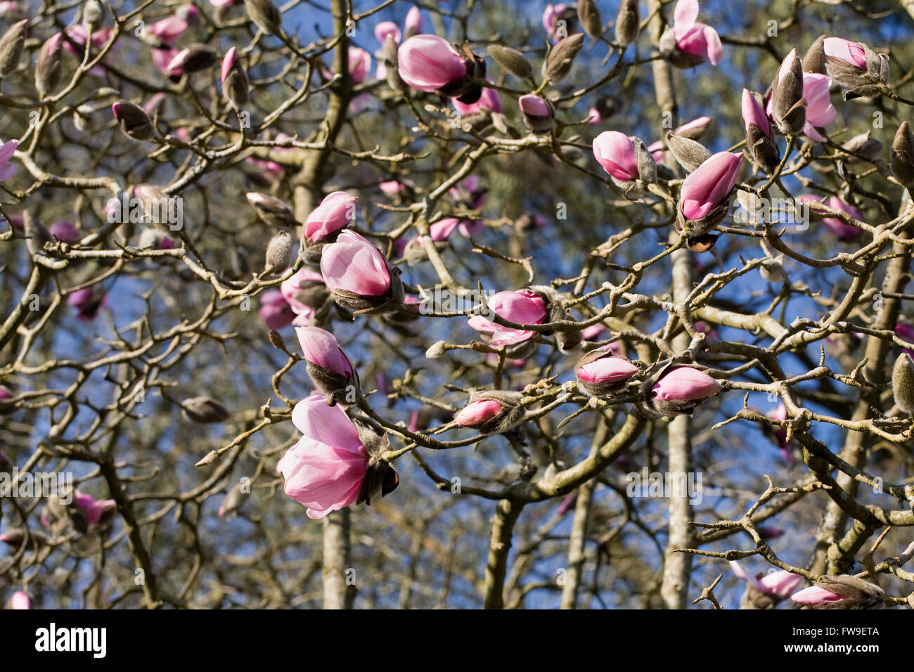 Magnolia 'Caerhays Belle' Blumen. Stockfoto
