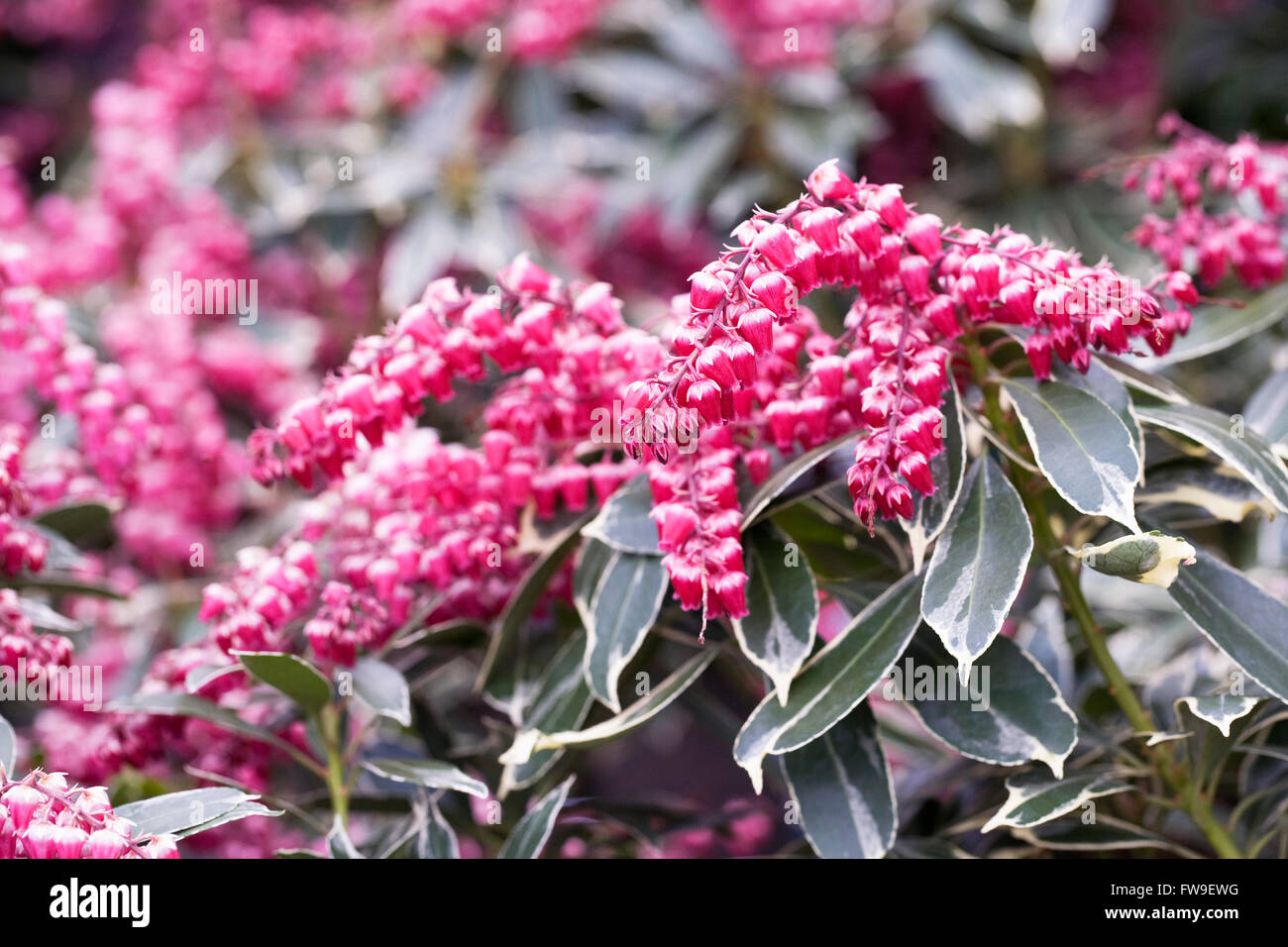 Pieris Japonica 'Wurde' Blumen. Stockfoto
