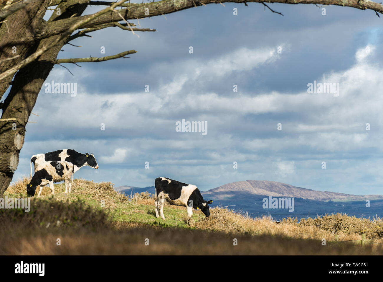 Drei Kühe stehen in einem Feld, die von einem Baum auf der Schafe Kopf Weg, West Cork, Irland gerahmt Stockfoto