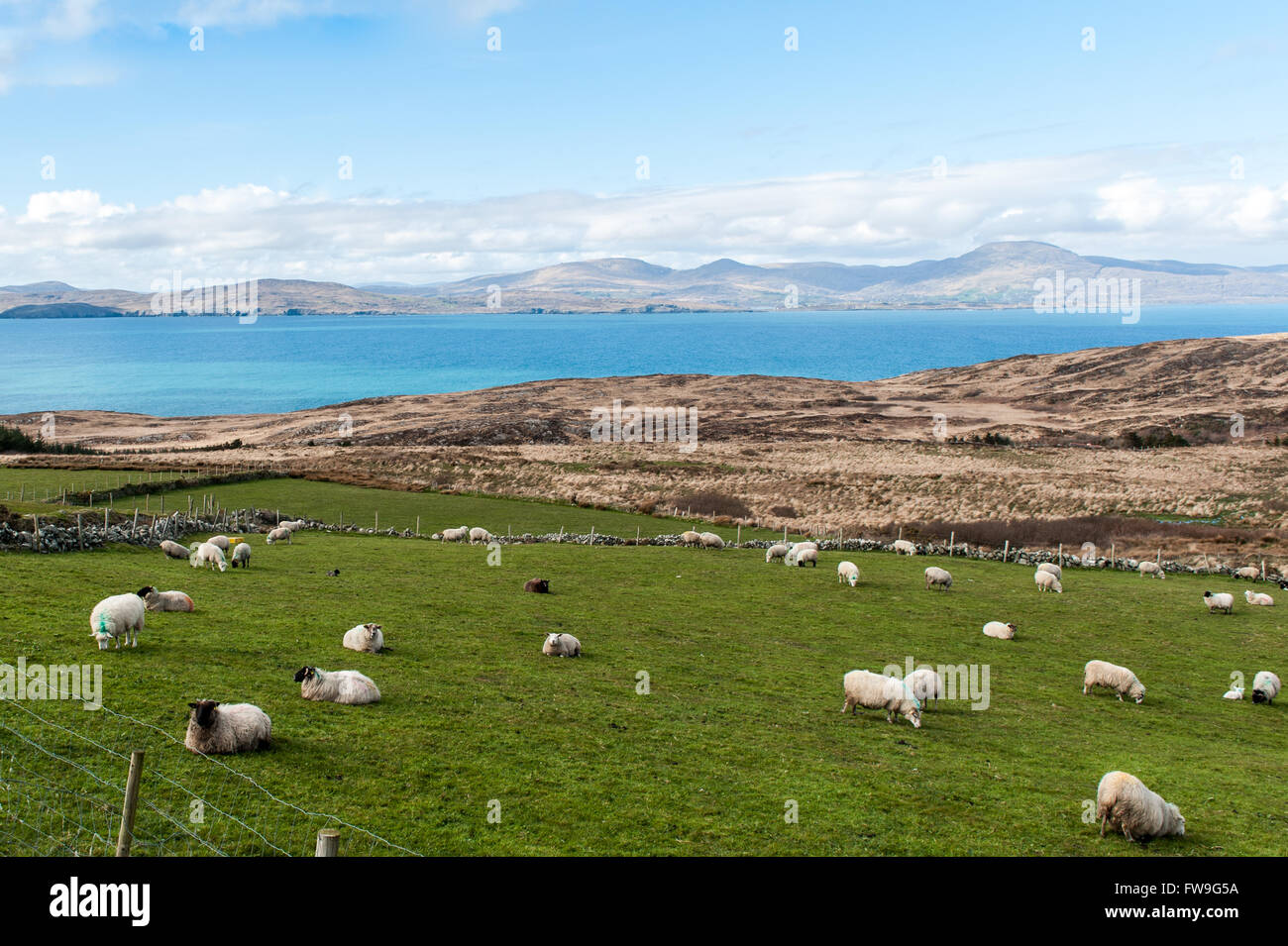 Herde von Schafen in einem Feld in der Schafe Kopf Weg, West Cork, Irland. Stockfoto