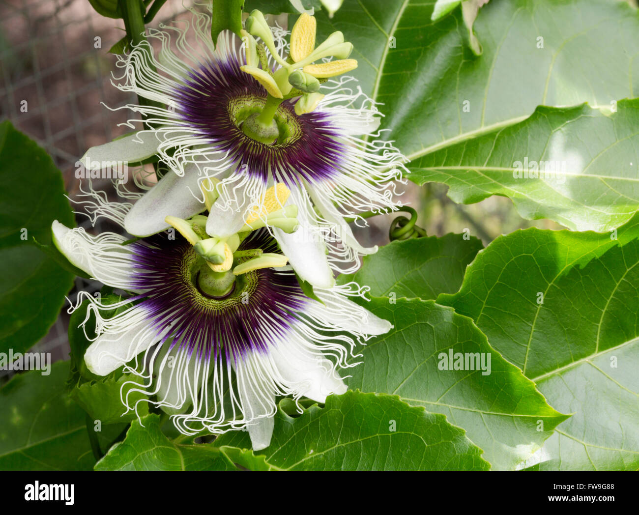 Passionsfrucht/Maracuja Blumen (Passiflora Wurzelsud) am Rebstock Stockfoto