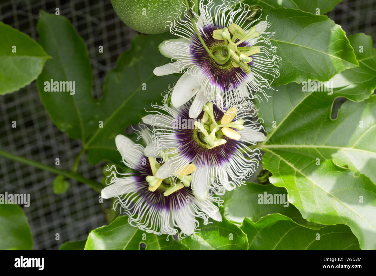 Passionsfrucht/Maracuja Blumen (Passiflora Wurzelsud) am Rebstock Stockfoto