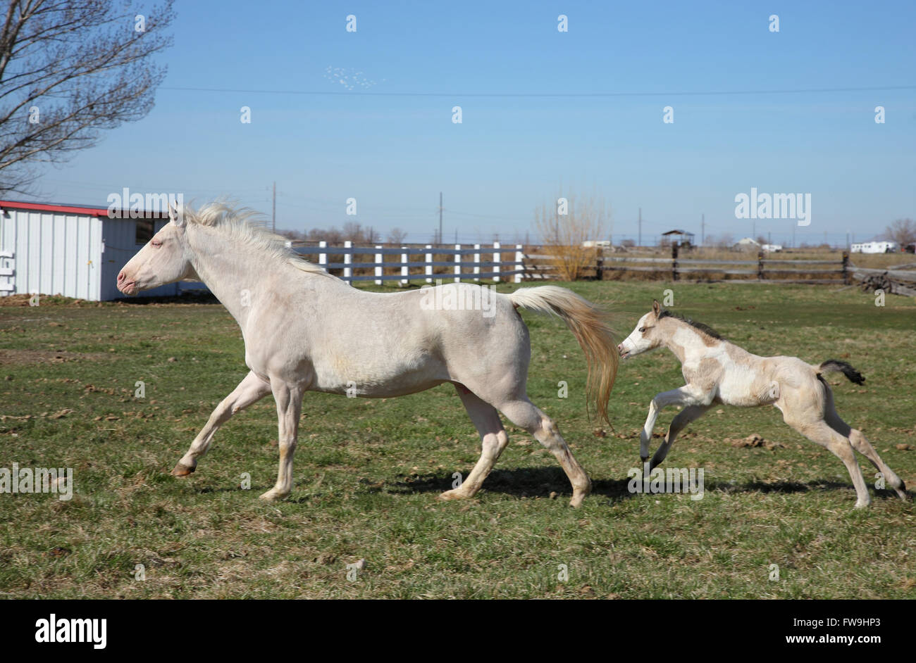 weiße Erwachsene Pferde und Fohlen auf einer Wiese laufen Stockfoto