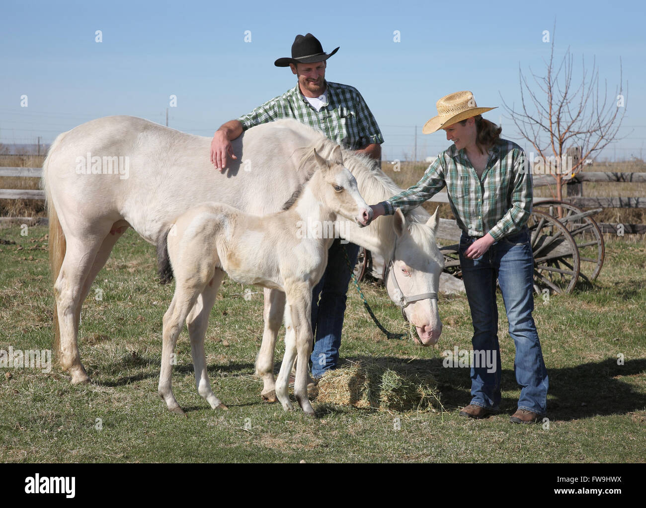 Glückliches Western Cowboy Paar draußen mit weißem Pferd und Fohlen Stockfoto