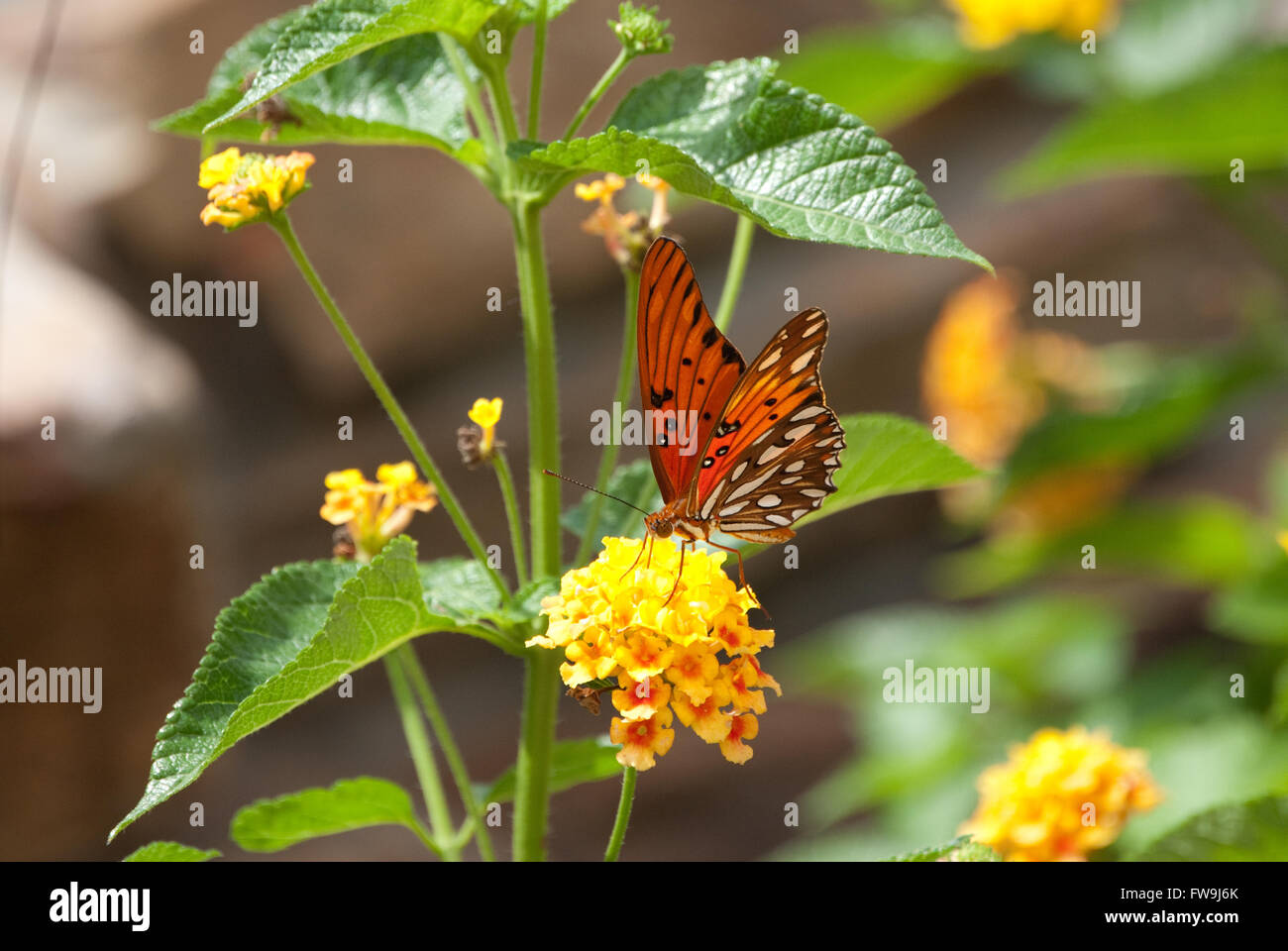 Bunte Foto mit schönen Landschaft mit orange Schmetterling ruht auf Lantana Blume. Stockfoto