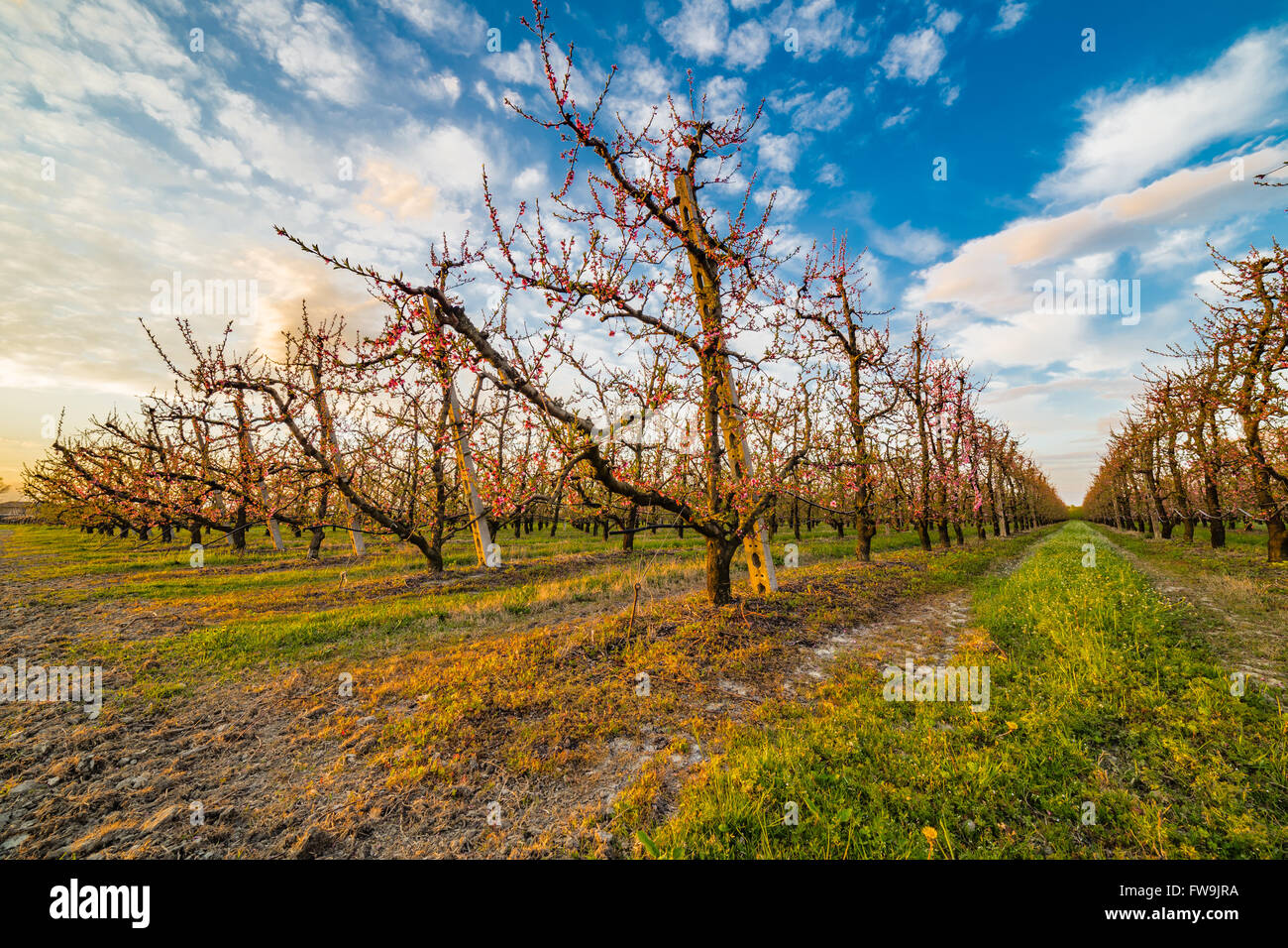 Pfirsich-Obstgarten in voller Blüte in der Po-Ebene in der Emilia Romagna in Italien Stockfoto