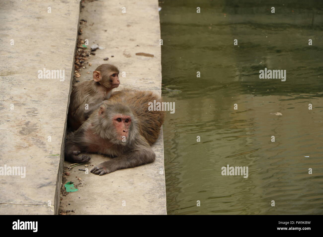Lustige Affen Stockfoto