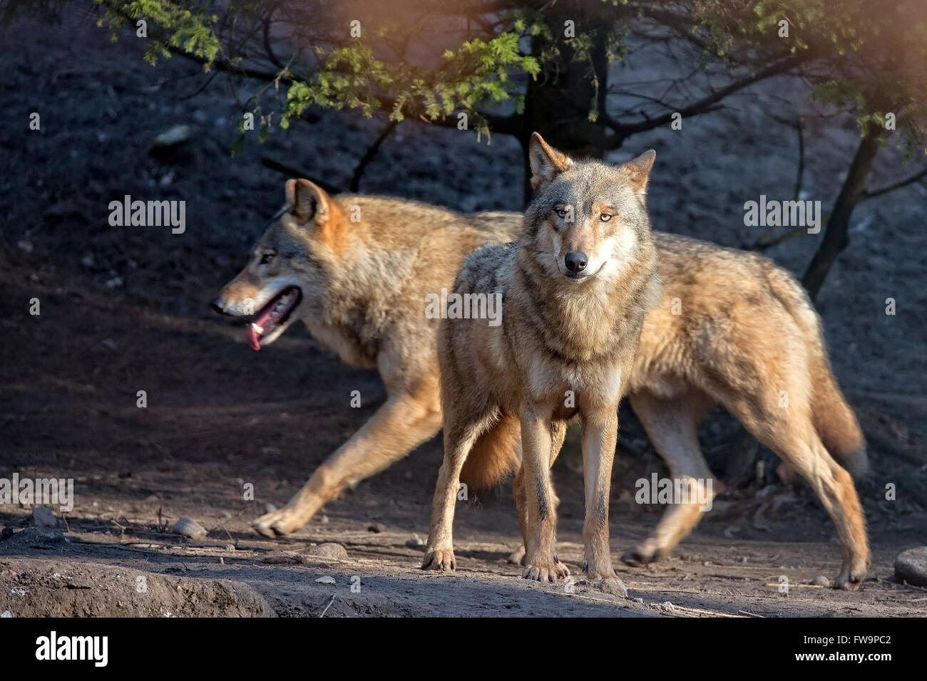 Wölfe in freier Wildbahn im Wald Stockfoto