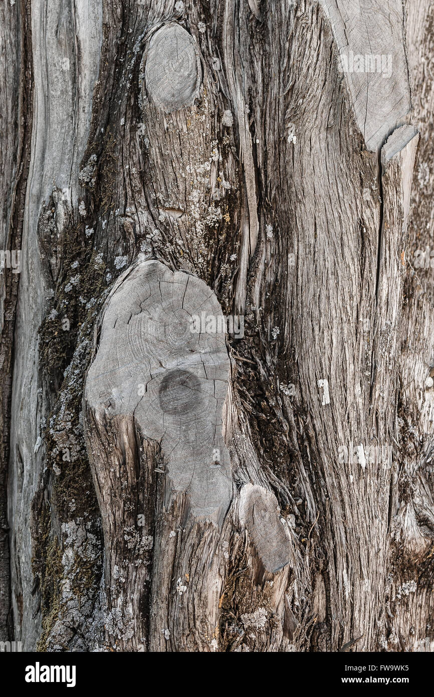 Holzstruktur und Muster eines alten Olivenbaums Stockfoto