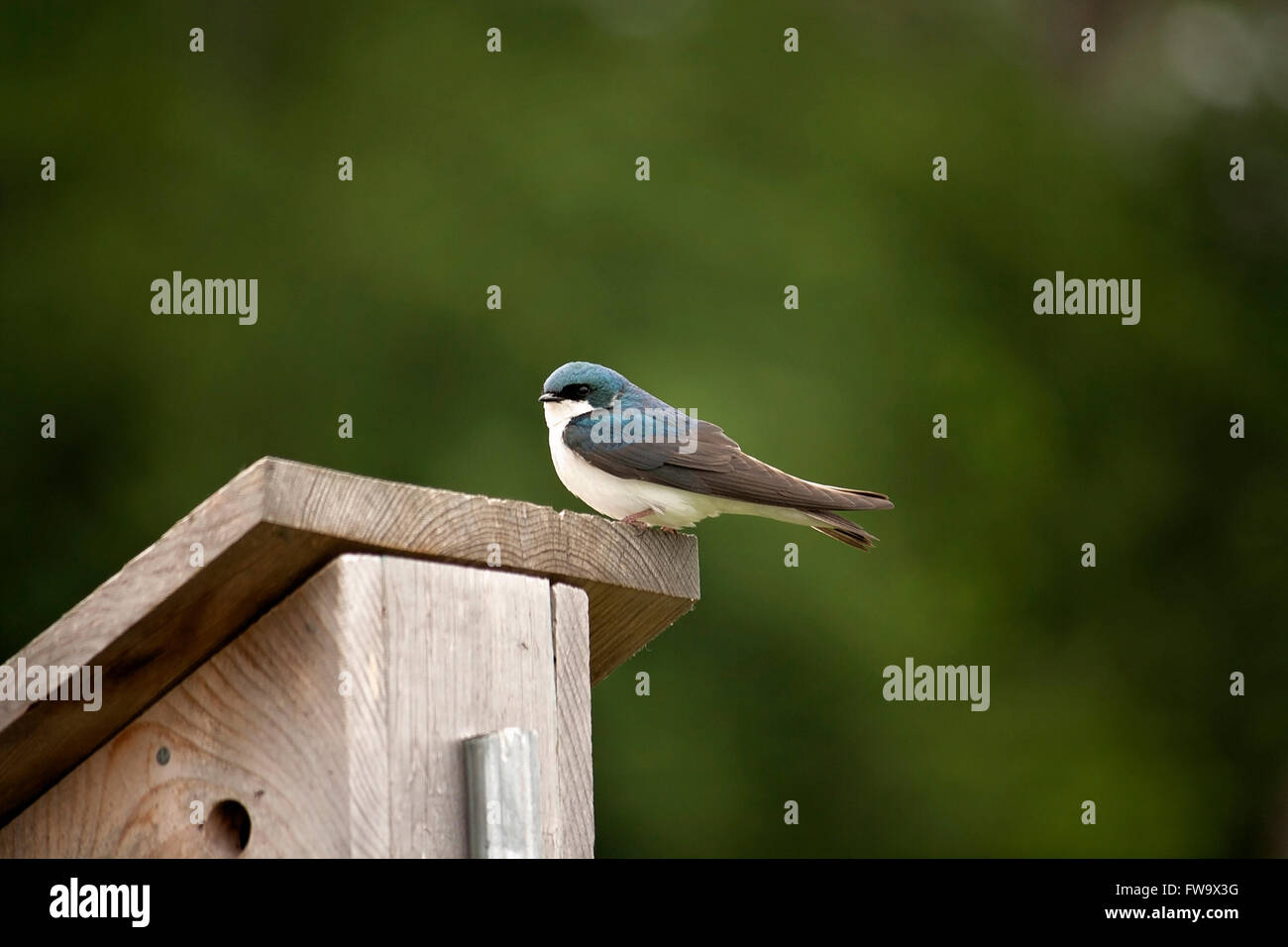 Baum-Schwalbe am östlichen Bluebird Nistkasten. Stockfoto