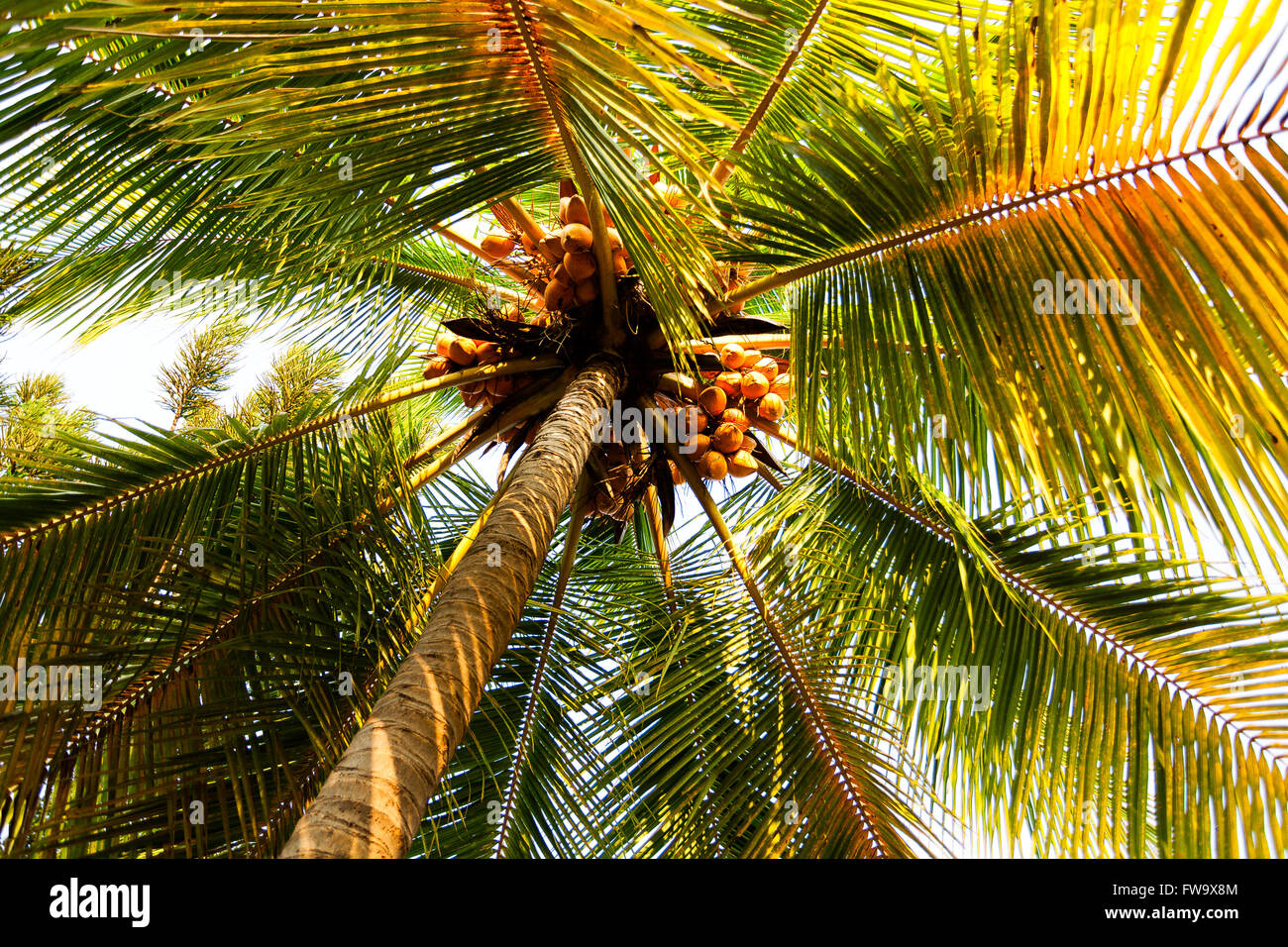 Coconut Palm Tree closeup Stockfoto