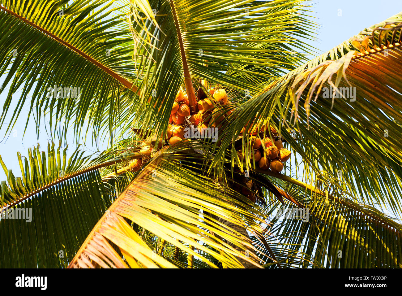 Coconut Palm Tree closeup Stockfotografie - Alamy
