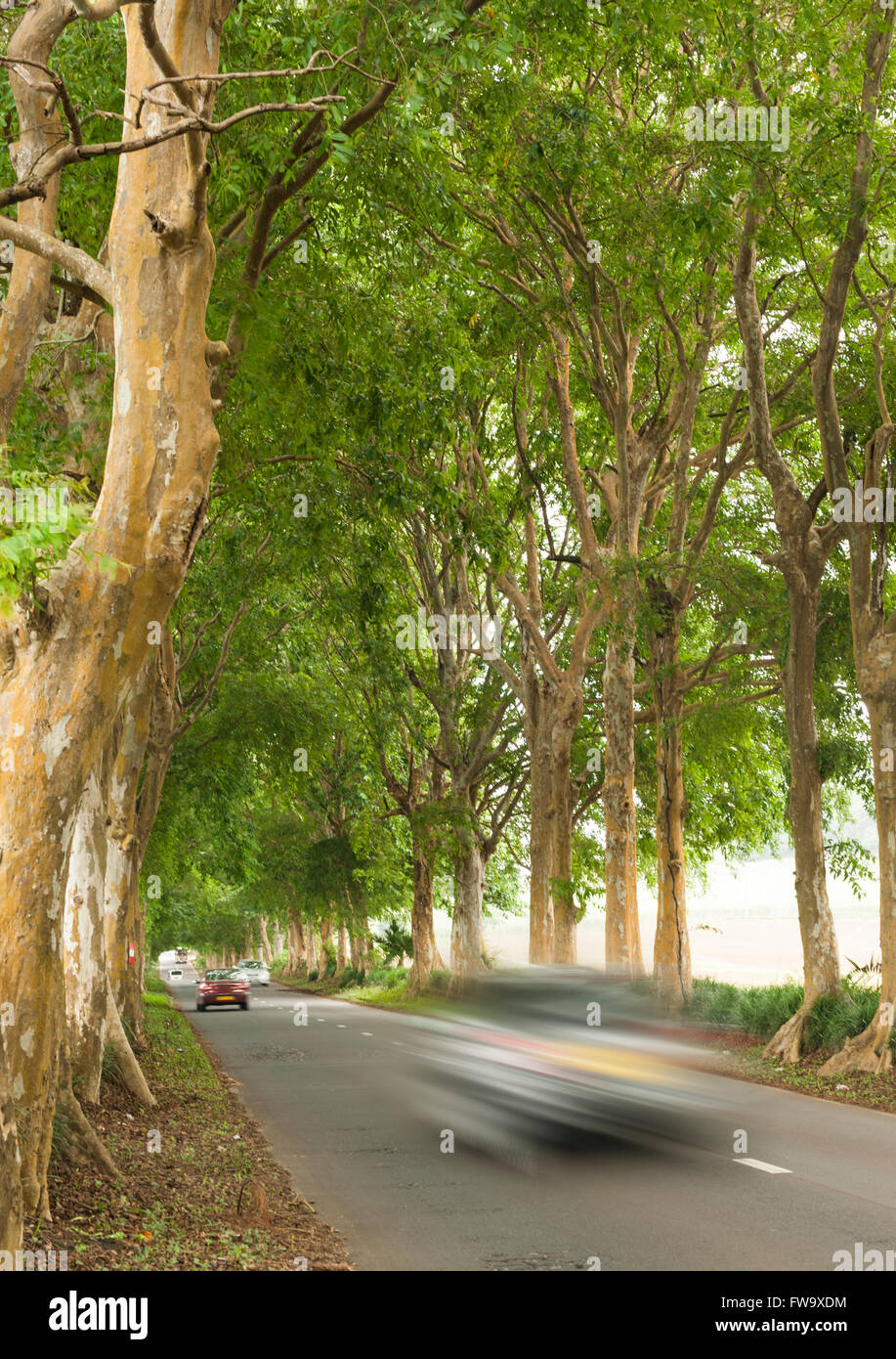 Einer von Bäumen gesäumten Straße in Mauritius. Stockfoto
