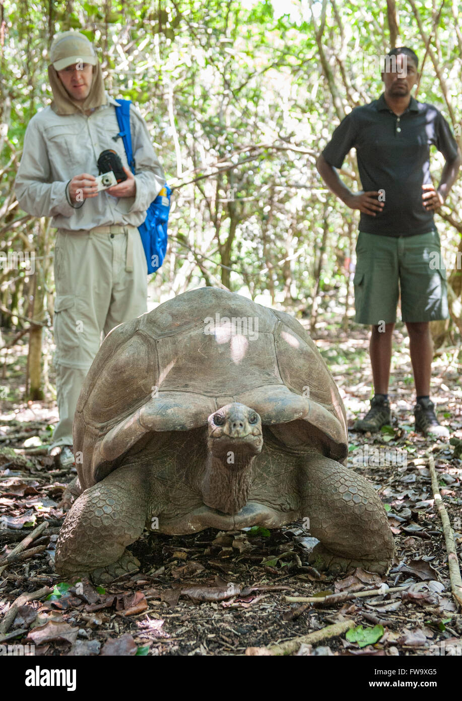 Touristen mit Big Daddy, einer 90 Jahre alten Riesenschildkröte auf Ile Aux Aigrettes in Mauritius. Stockfoto