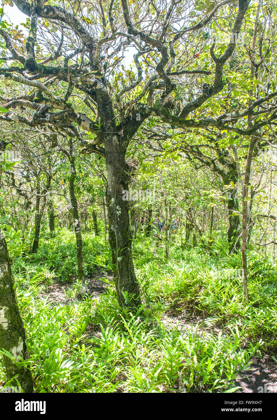 Vegetation auf der Insel Ile Aux Aigrettes in Mauritius. Stockfoto