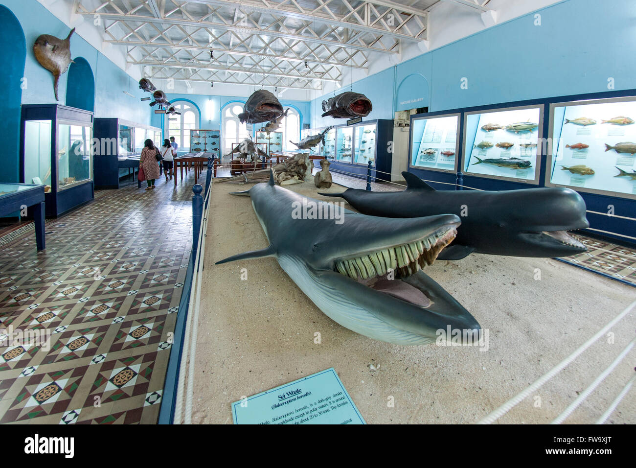 Innenraum des Natural History Museums in Port Louis, der Hauptstadt von Mauritius. Stockfoto