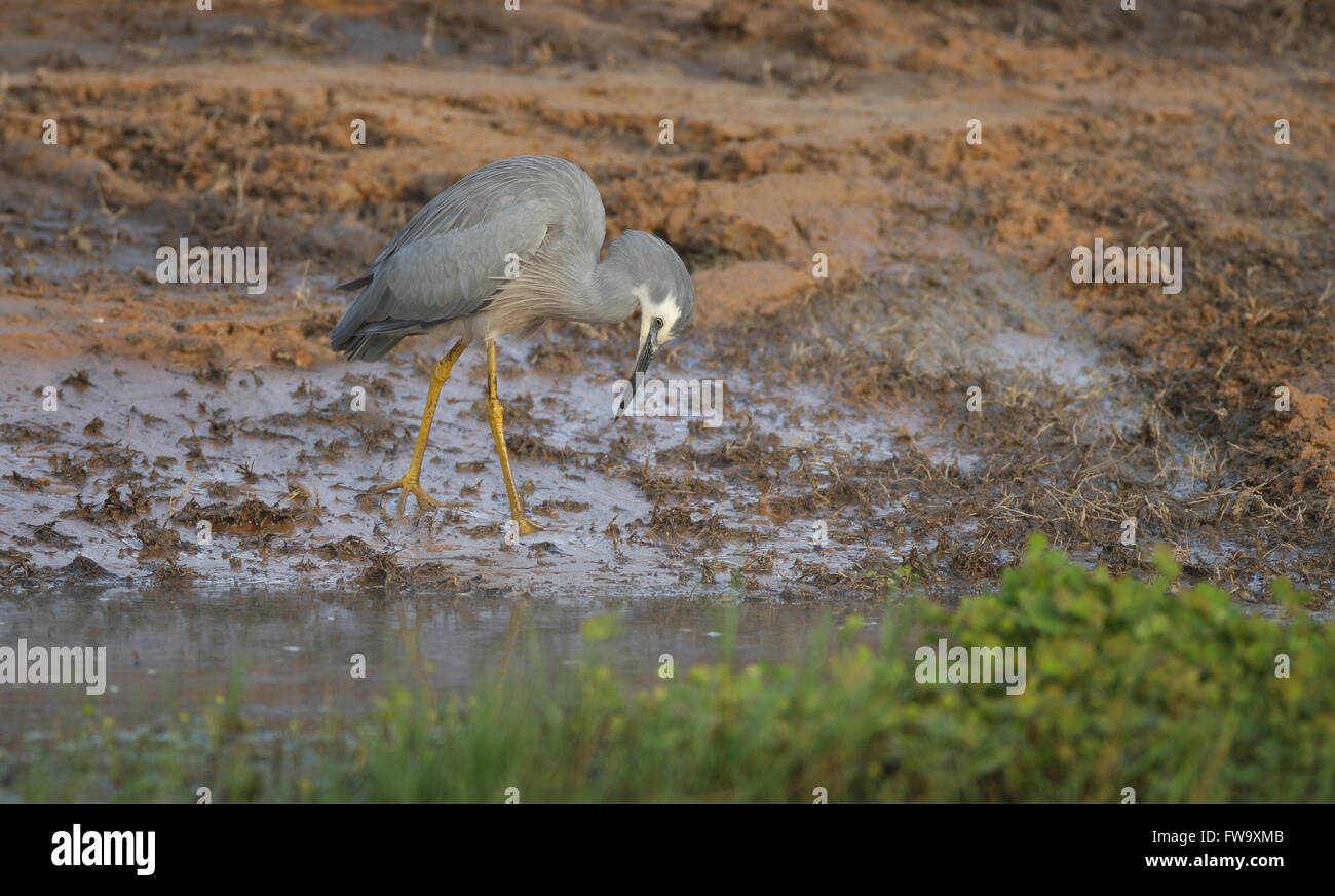 Ein White-faced Reiher - Egrett Novaehollandiae - auf der Suche nach Nahrung am Rande der Lagune ein Feuchtgebiet. Foto Chris Ison Stockfoto