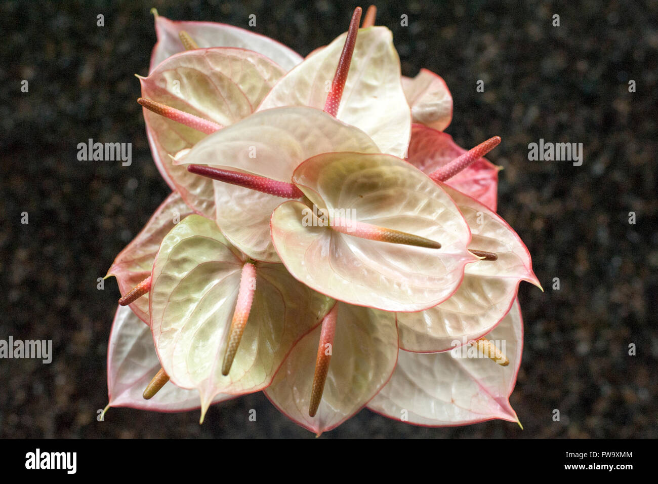 Anthurium Blumendekoration in das Four Seasons Hotel in Mauritius. Stockfoto