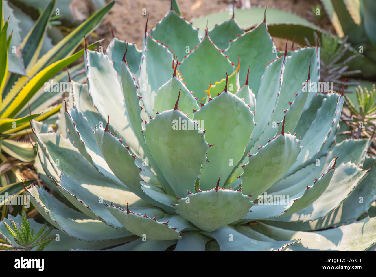 Scharfe Spitzen Agavenblättern Pflanze Stockfoto