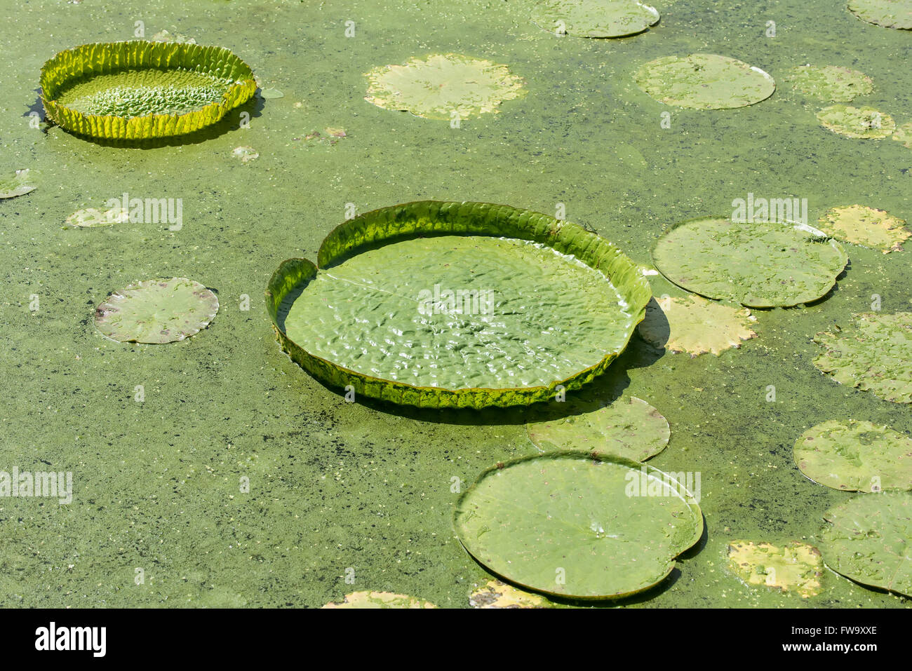 Schwimmende platte -Fotos und -Bildmaterial in hoher Auflösung – Alamy