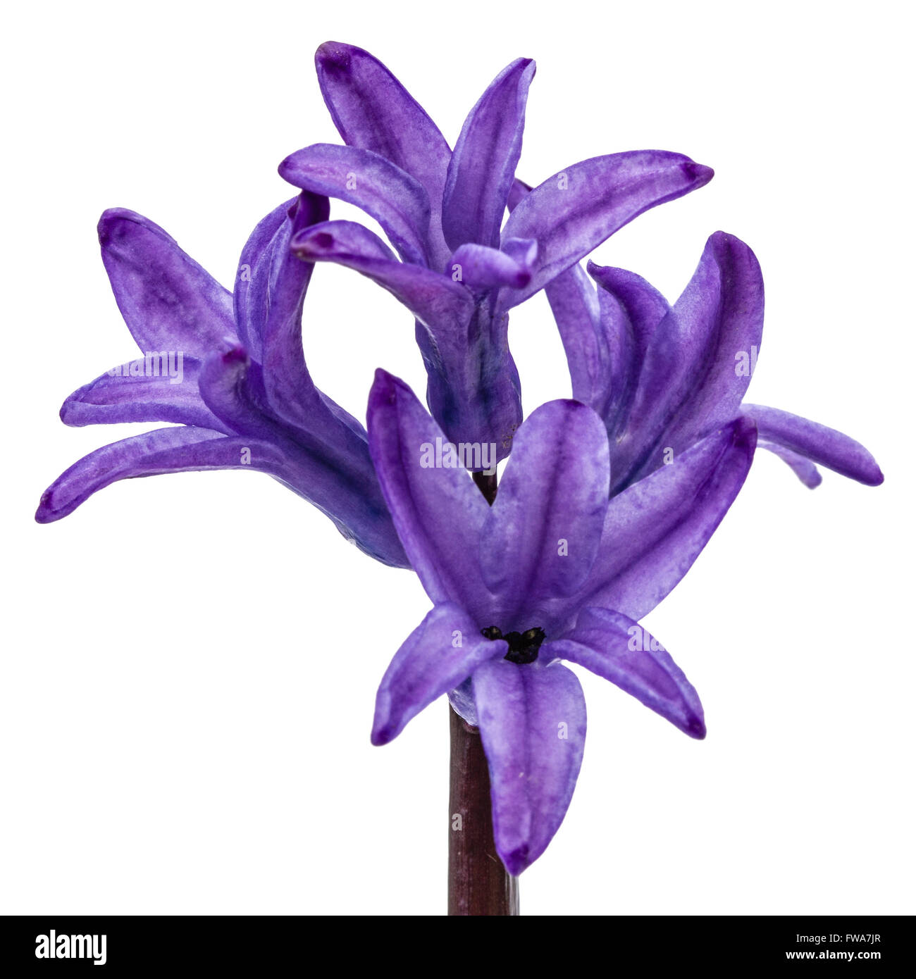Violetten Blüten der Hyazinthe, isoliert auf weißem Hintergrund Stockfoto