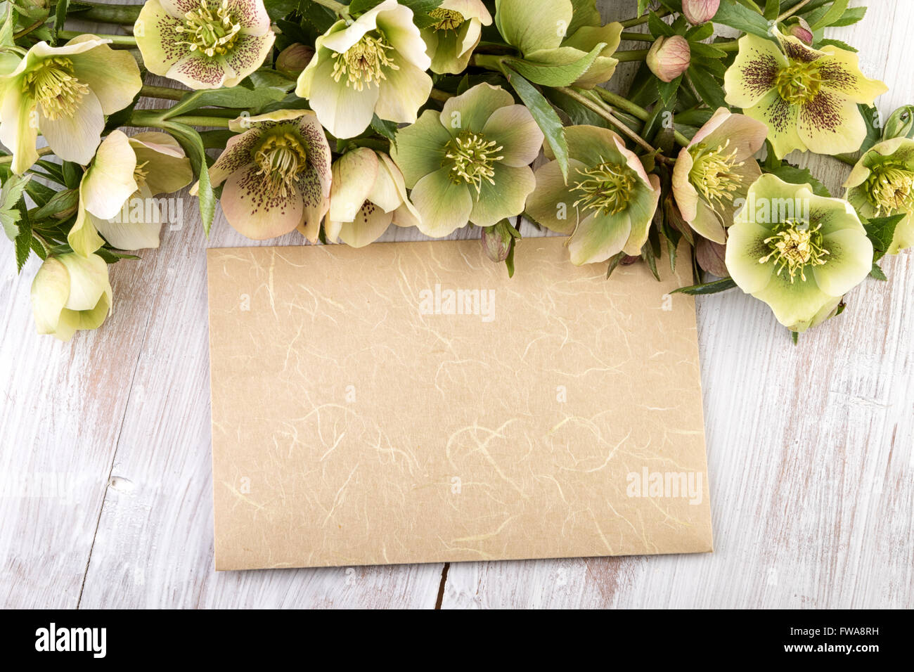 Frühling Blumen grün gelb mit Blatt Text Papierbereich Stockfoto