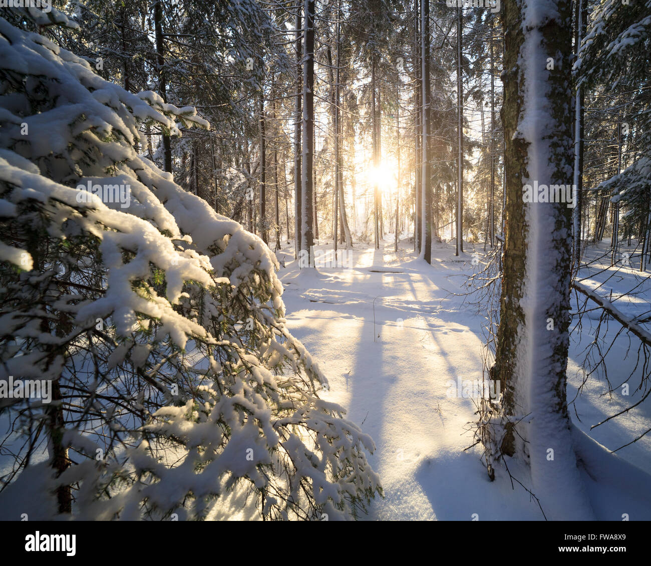 Sonnenschein im Winterwald Stockfoto