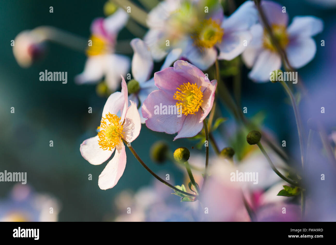 Japanische Anemone Blumen im Garten, in der Nähe.  Hinweis: Geringe Schärfentiefe Stockfoto