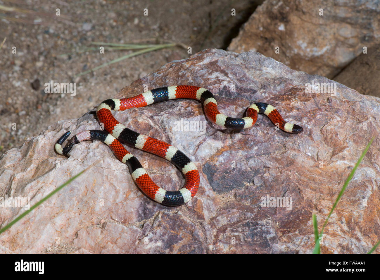 Sonora Coralsnake Micruroides Euryxanthus Euryxanthus Tucson, Arizona, USA 12 August Erwachsenen Giftnattern A Stockfoto