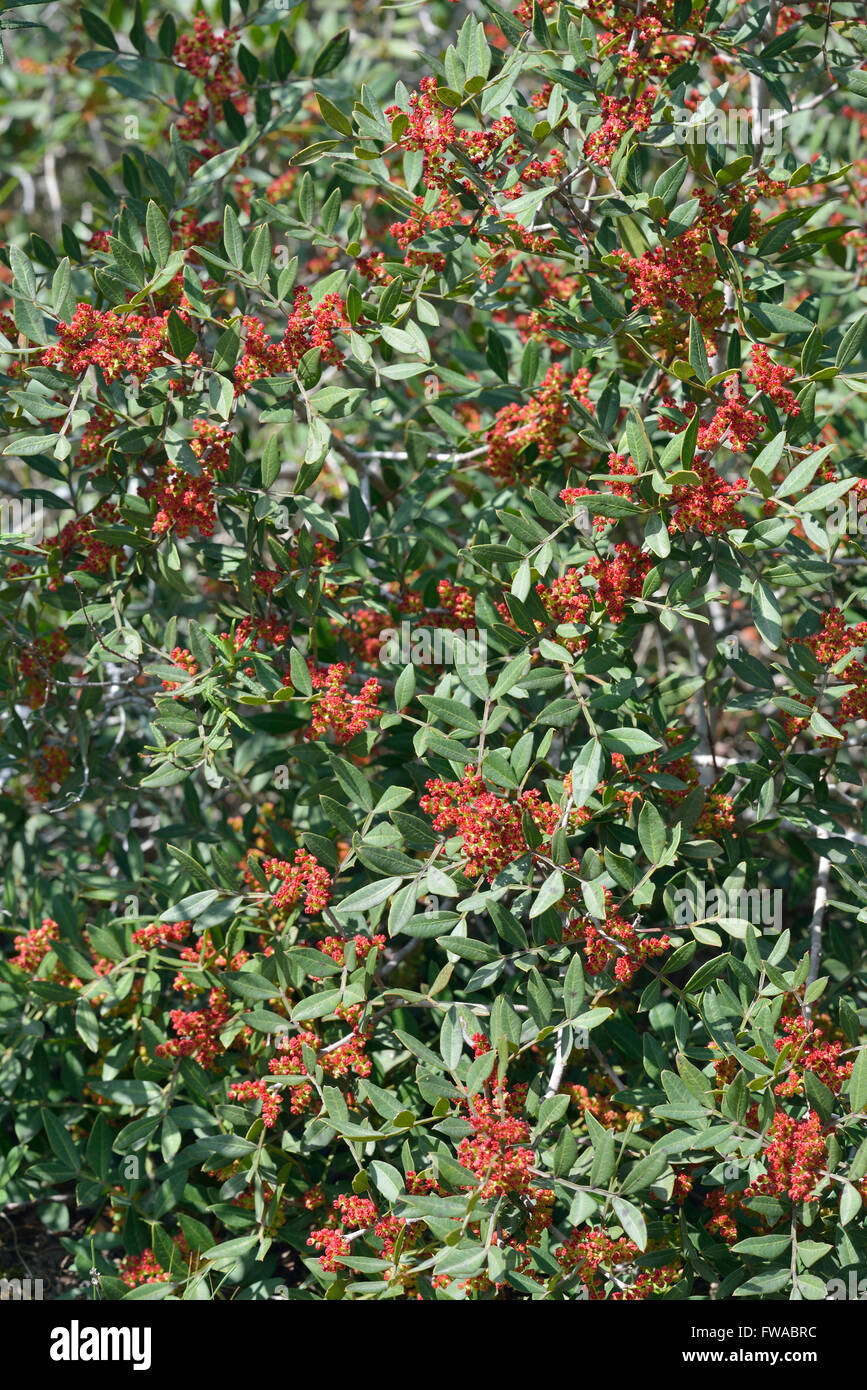 Mastixstrauch - Pistacia Mastixsträuchern immergrüner Baum aus Zypern mit männlichen Blüten Stockfoto
